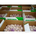 Size 5.0cm Regular White Garlic